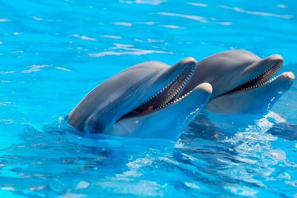 Delfines en el agua juegan equipos