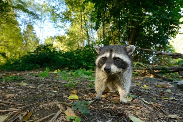 Waschbärbaby auf einer Lichtung im Wald