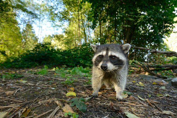 A baby raccoon in a clearing in the forest
