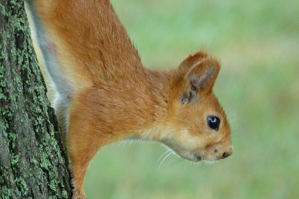 An interested squirrel on a tree. Green background