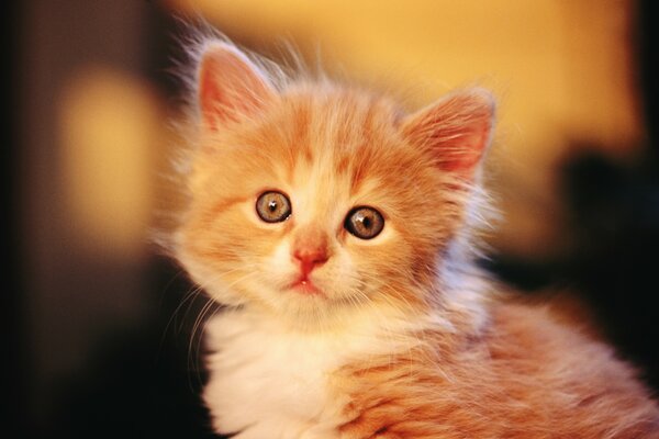 Peludo gatito rojo. Hermoso