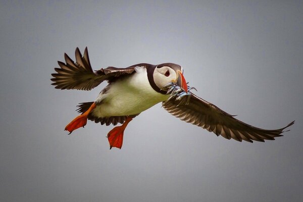 Impasse de l oiseau avec une prise. Poisson