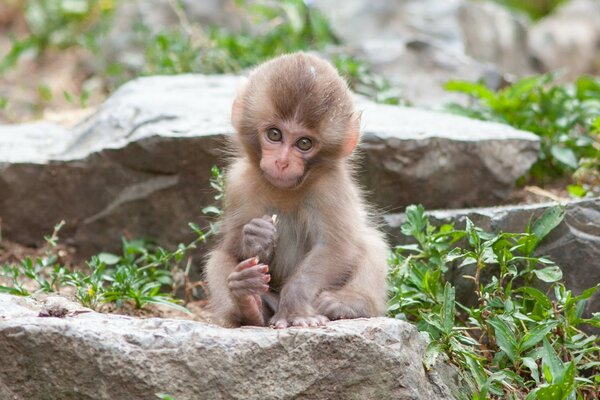 Monkey on the background of nature