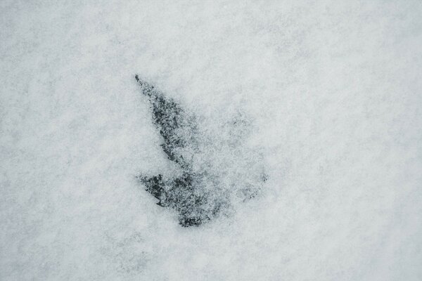 La Dernière feuille d automne couverte de la première neige