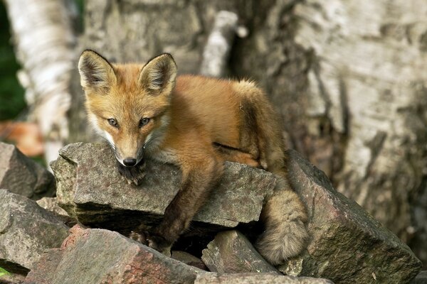 El pequeño zorro descansa sobre la piedra