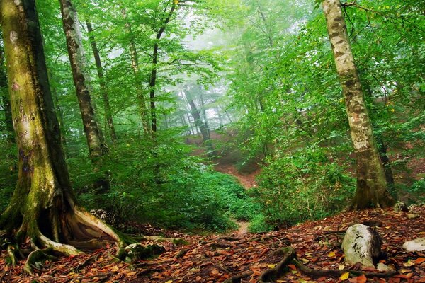 Green deciduous Forest photo