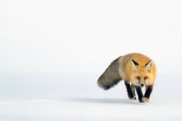 Der rothaarige Fuchs geht durch den Schnee