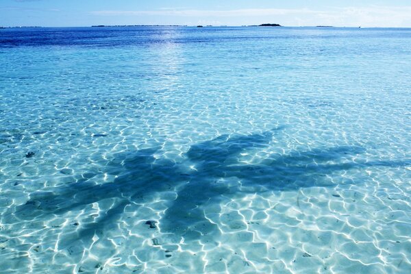 The shadow of a blue palm tree in the water