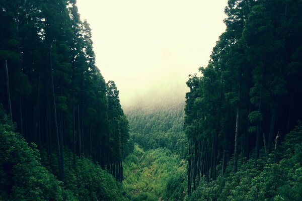 Nebel über Bäumen in einer Waldschlucht