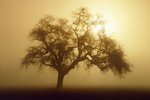 Arbre avec une grande Couronne en sépia