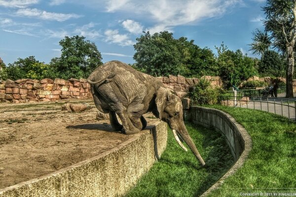 Słoń w zoo zjada trawę