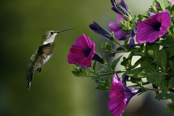 Bright hummingbird pollinates petunias