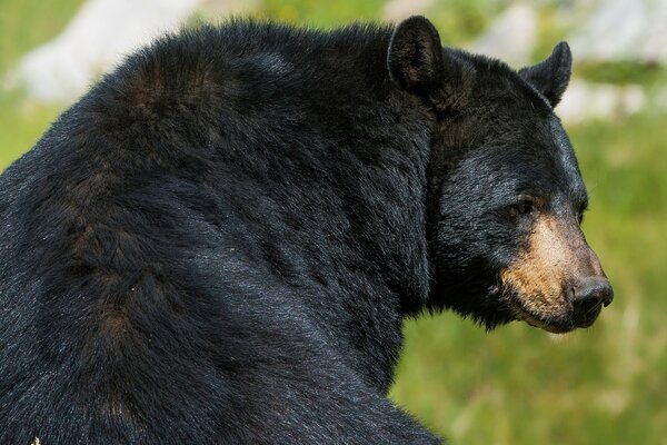 Orso nero su un prato verde