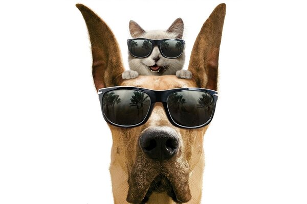 Marmaduke. Perro con gafas. Gato con gafas