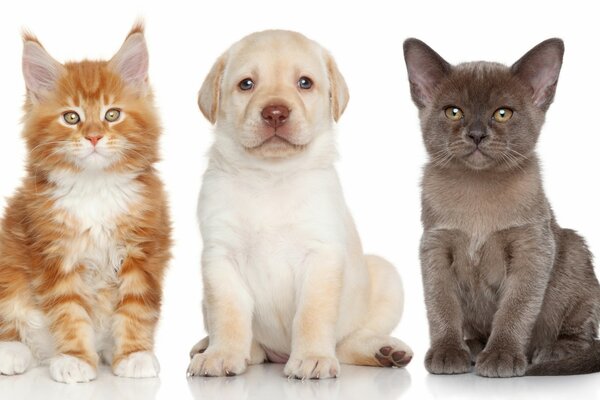 Maine Coon, puppy and kitten are sitting next to each other