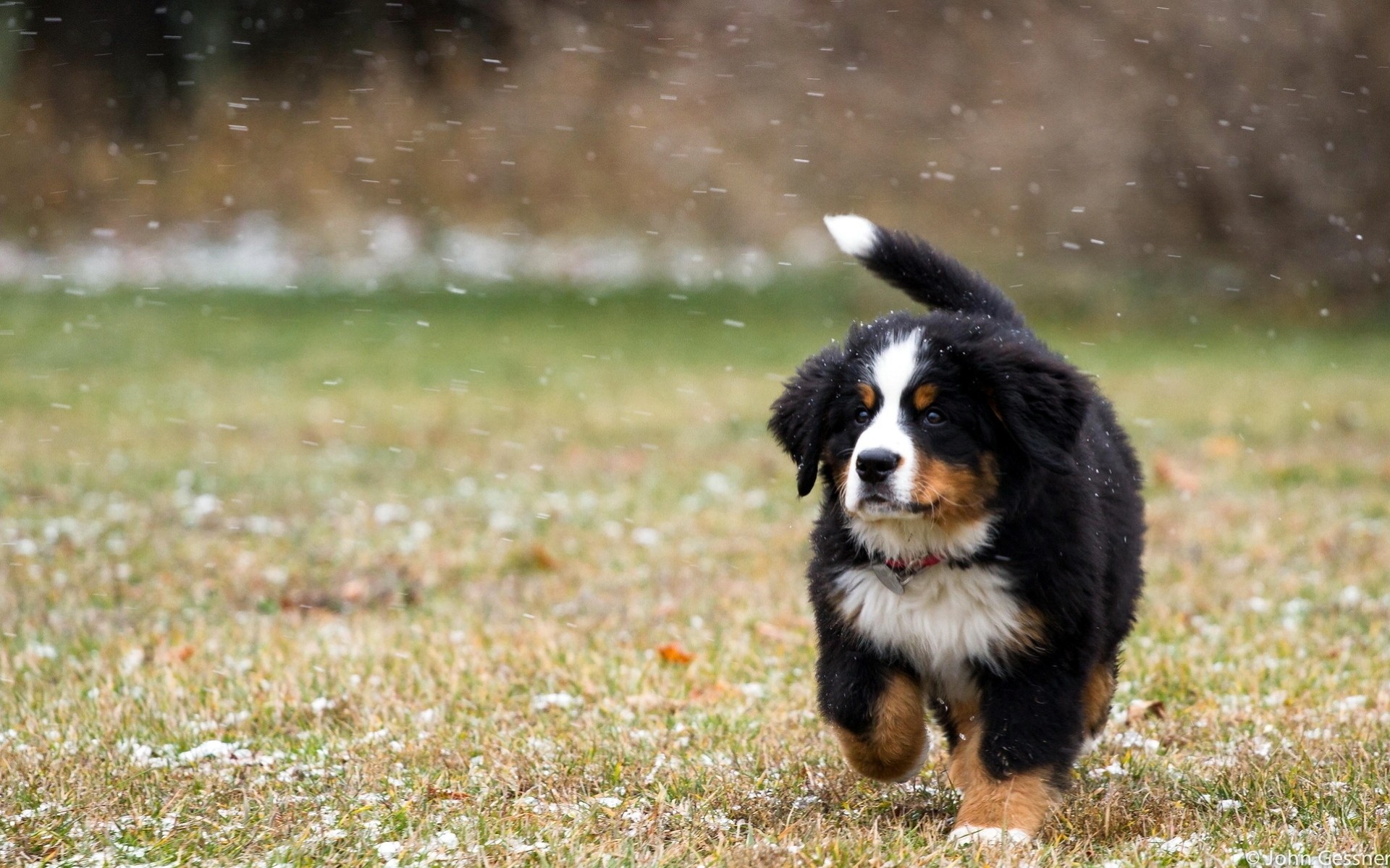 champ chien neige