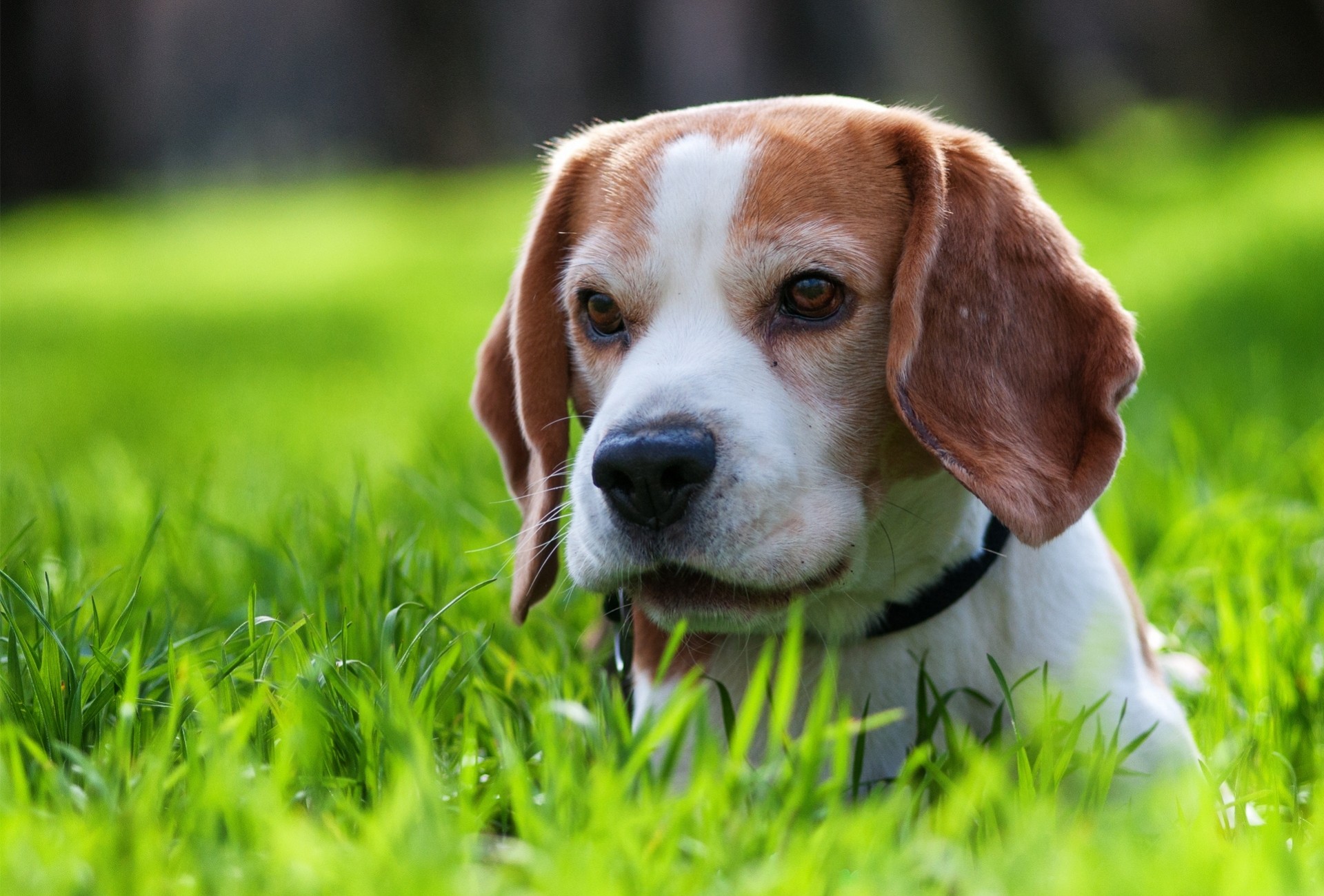 hund welpe gras spaziergang