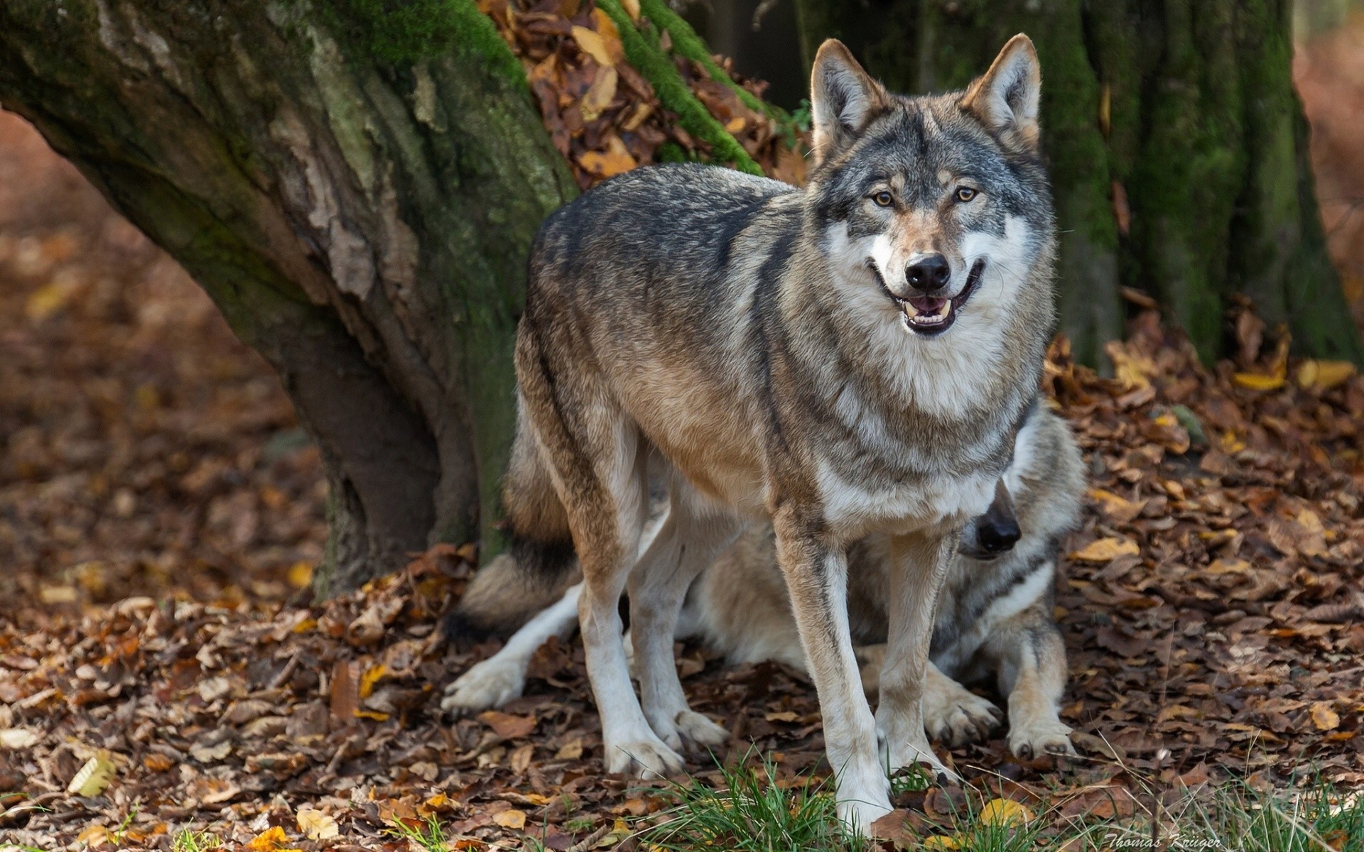 sanitary automne loups prédateurs