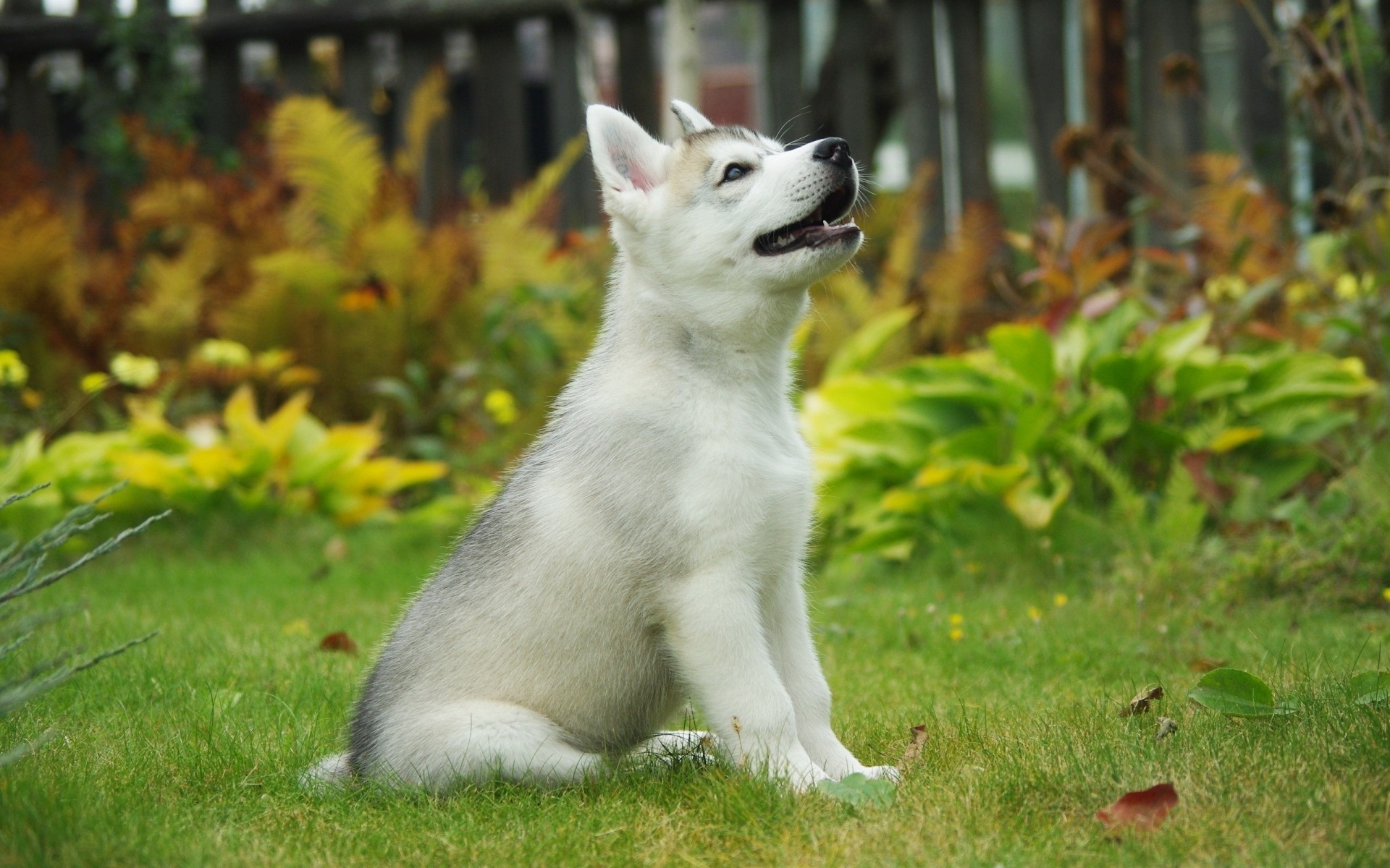 hintergrund welpe siberian husky hund