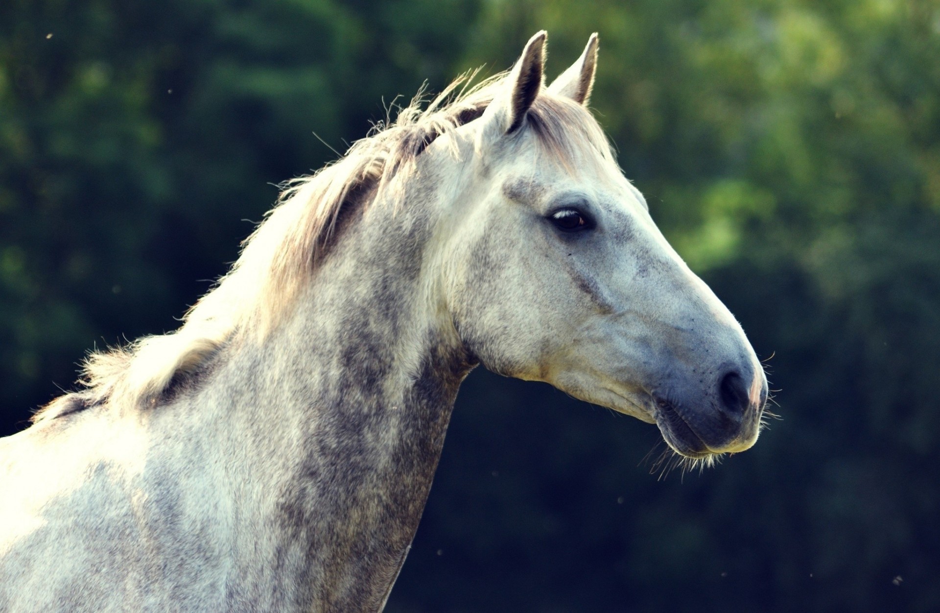 cheval dents profil tête