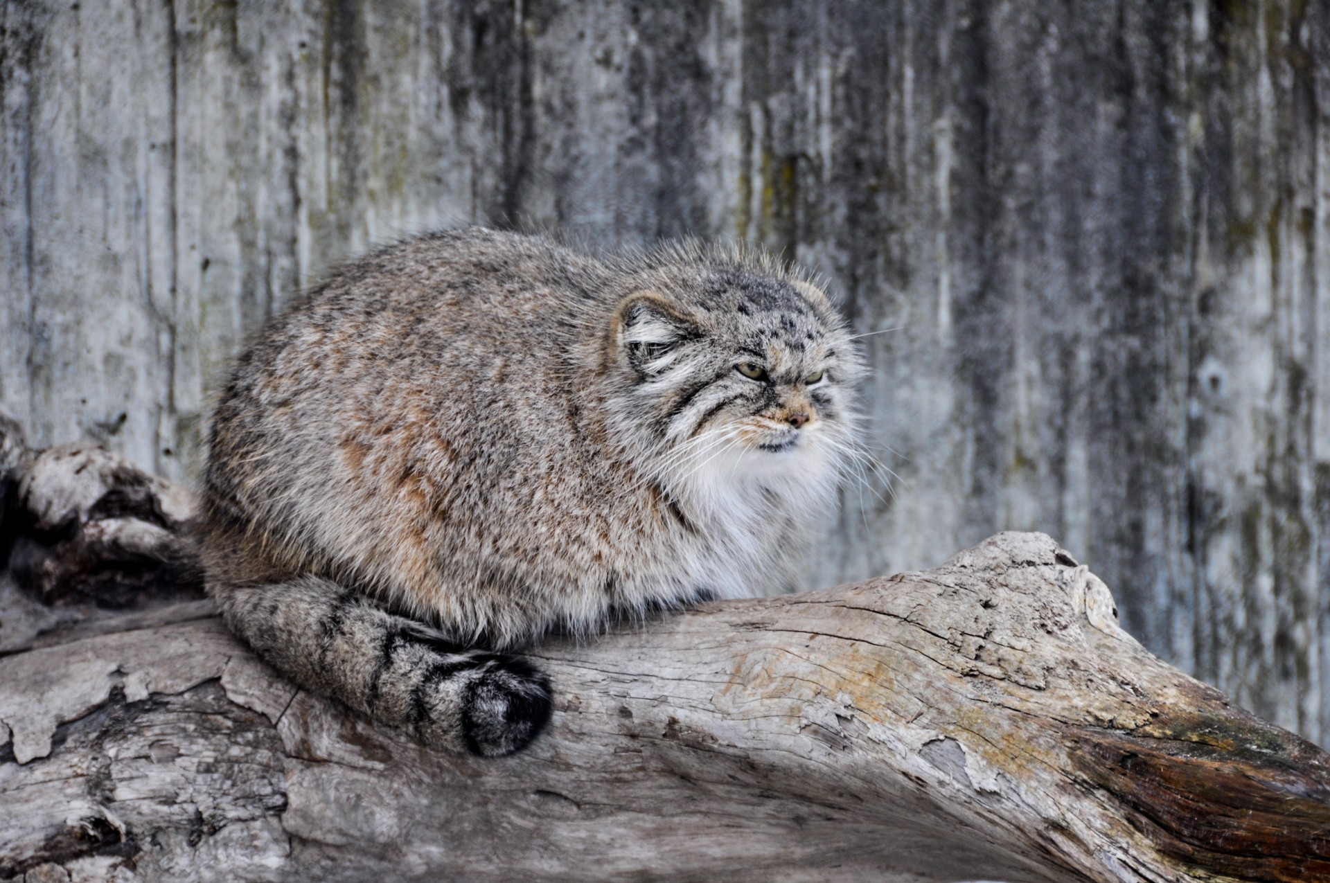 manul kot pallas drapieżnik dzika