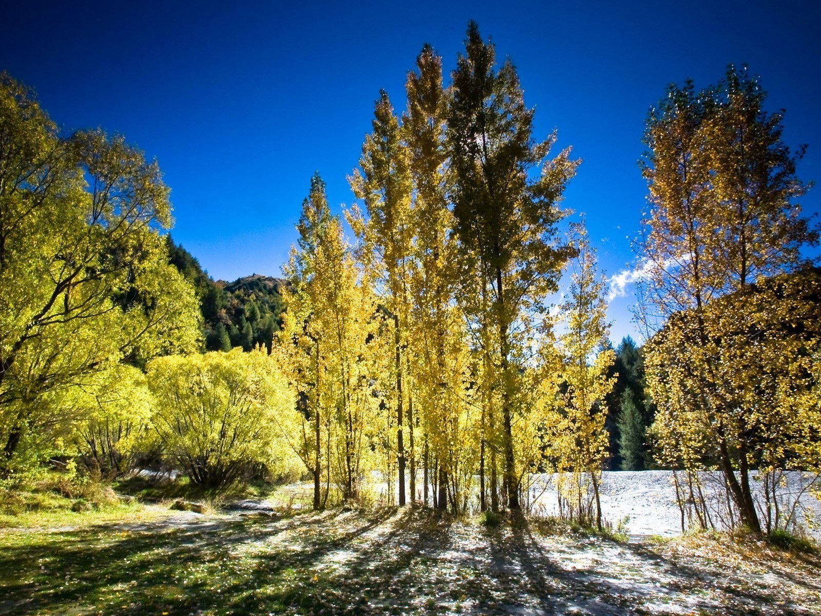 bäume licht herbst