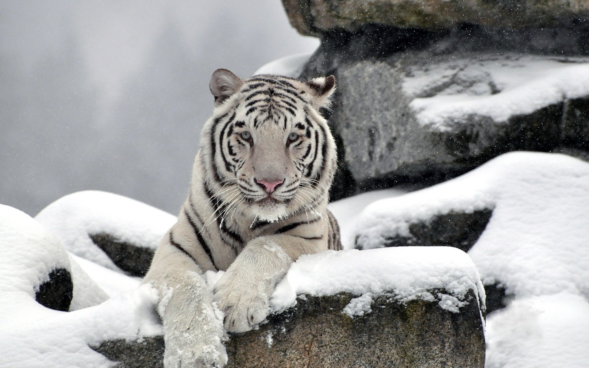 piedras dientes depredador nieve tigre blanco