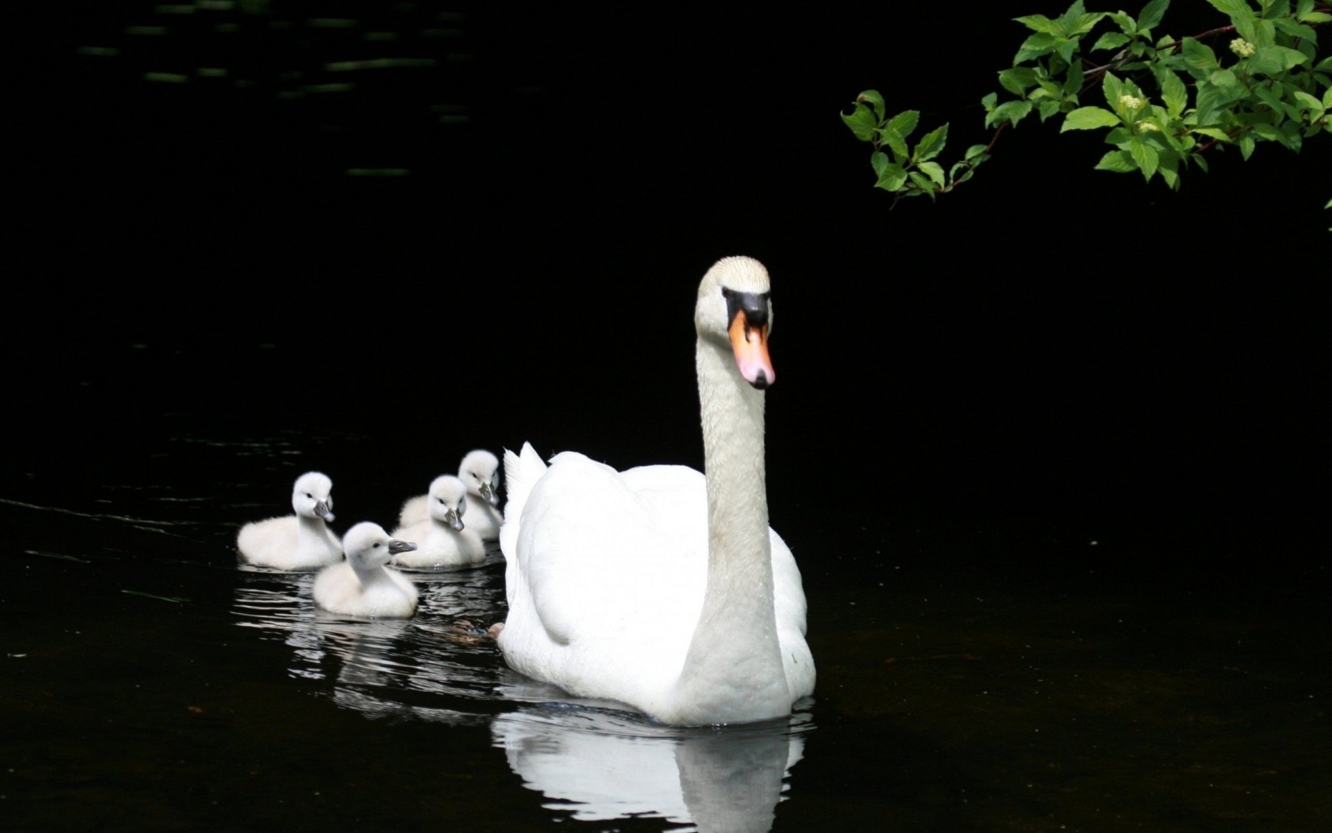 aves tigres cisnes lago