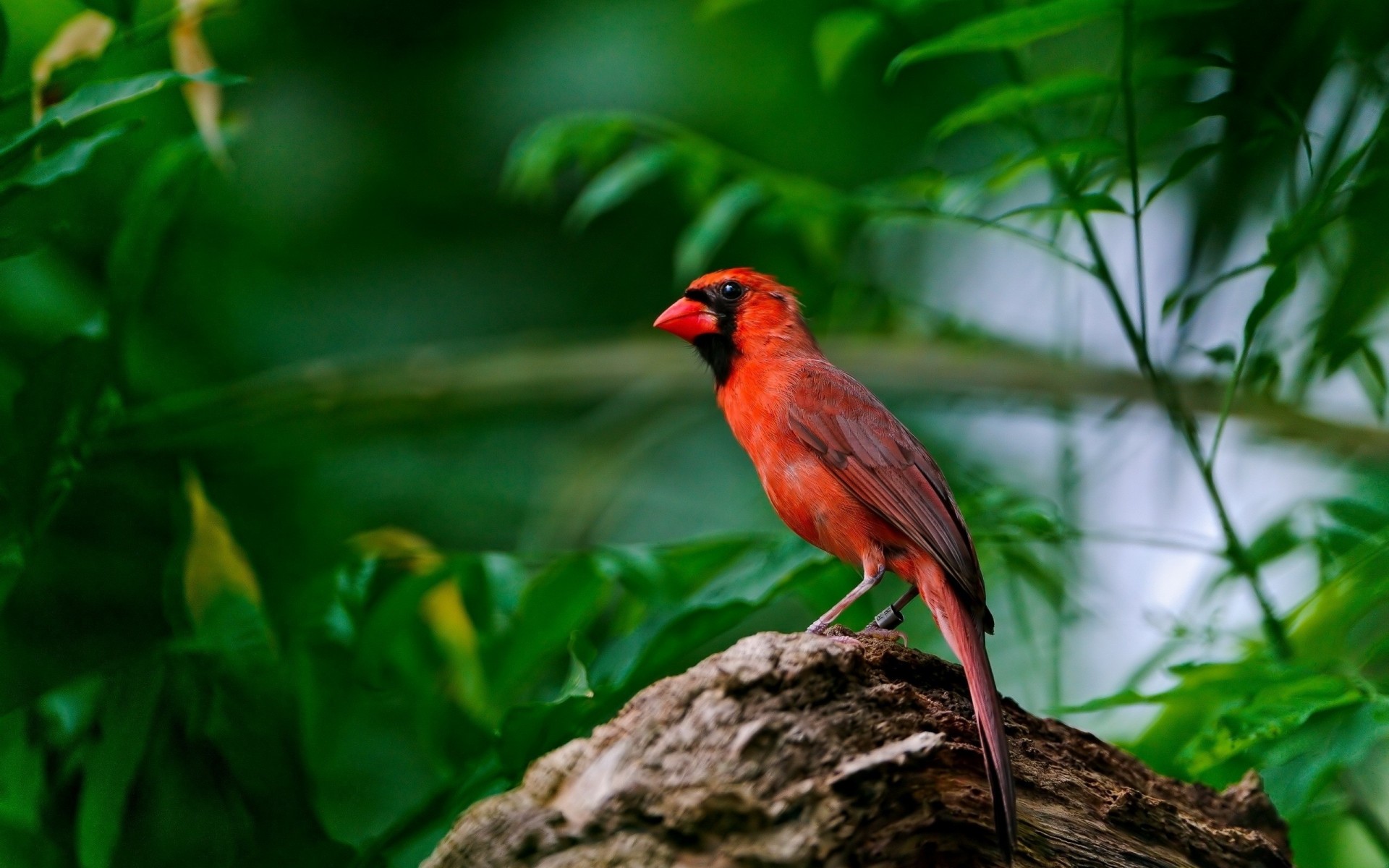 ailes oiseau rouge branche