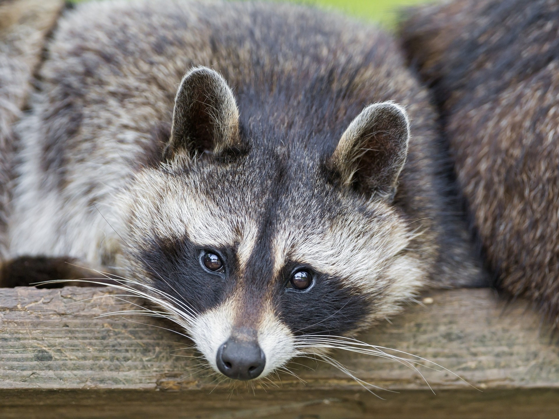 raccoon views shayrskaya horse