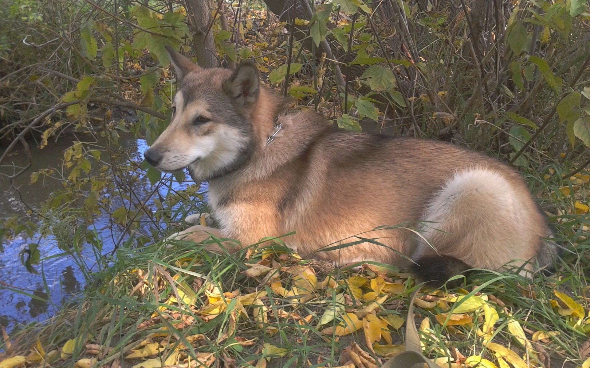 blatt hund malamute gras