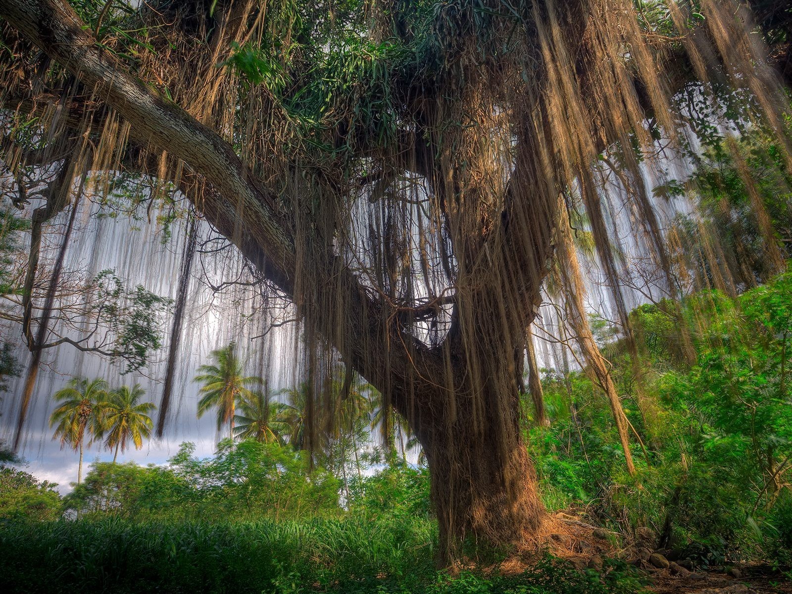 arbre plantes palmiers