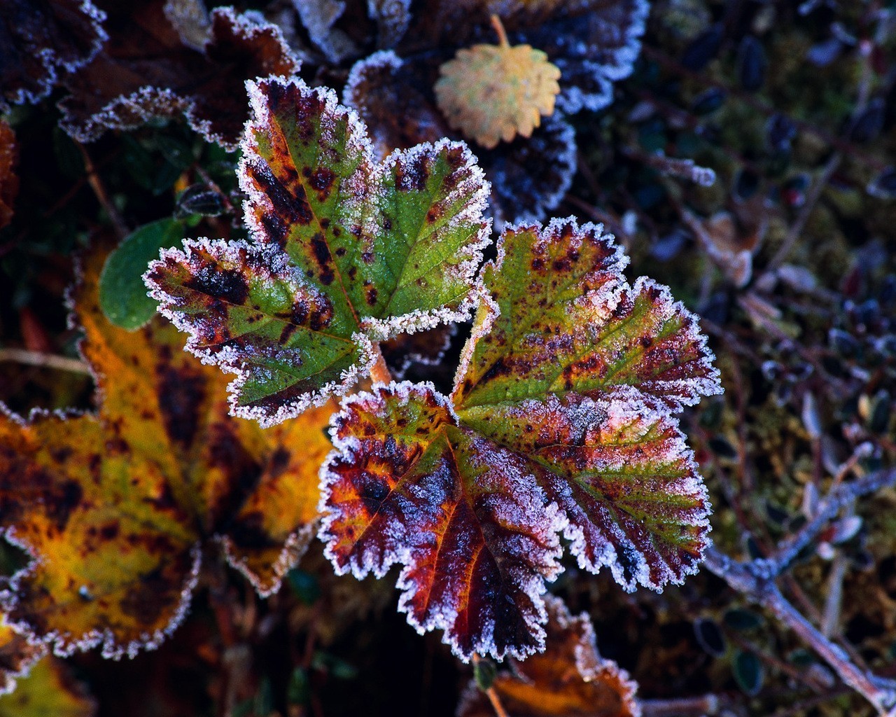 hoja escarcha otoño