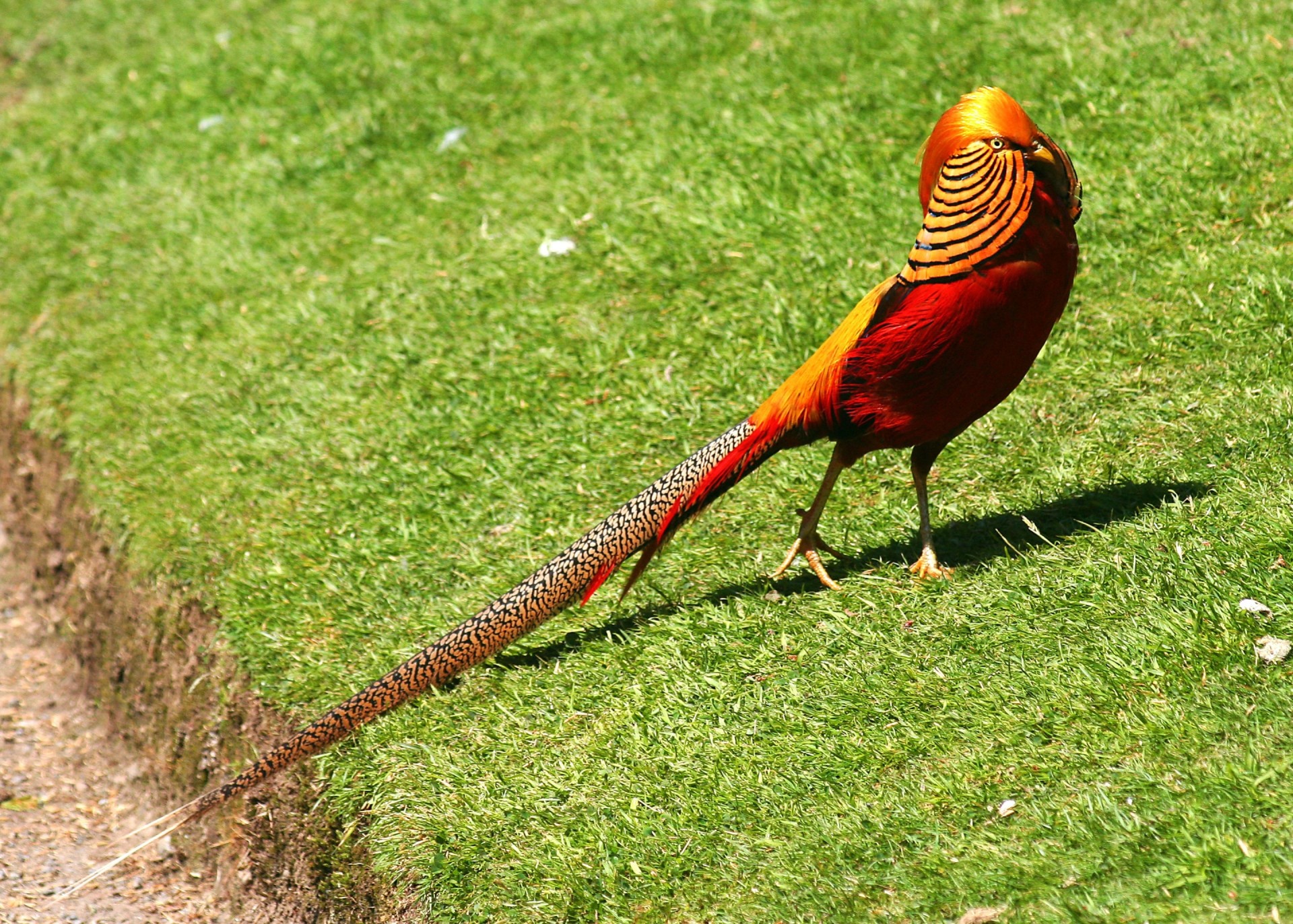 aves pico faisán cabeza