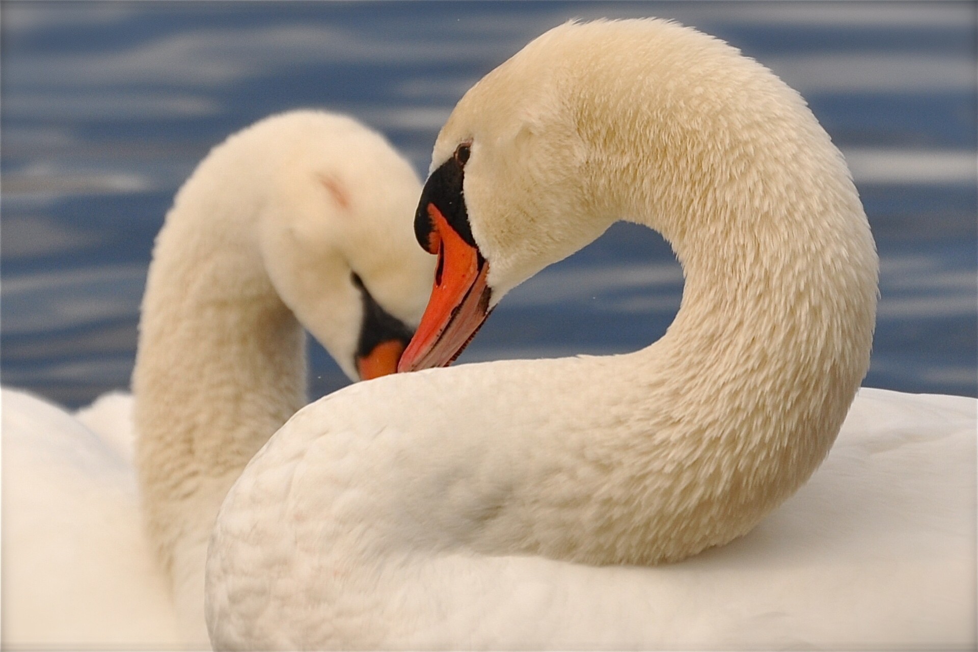 buitre cisnes pareja