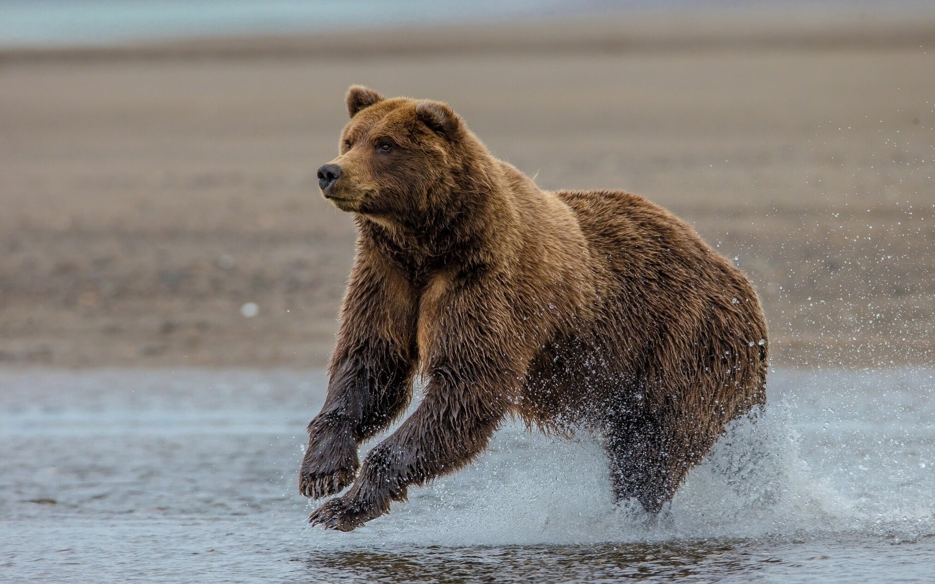 alaska niedźwiedź jezioro clark lake grizzly