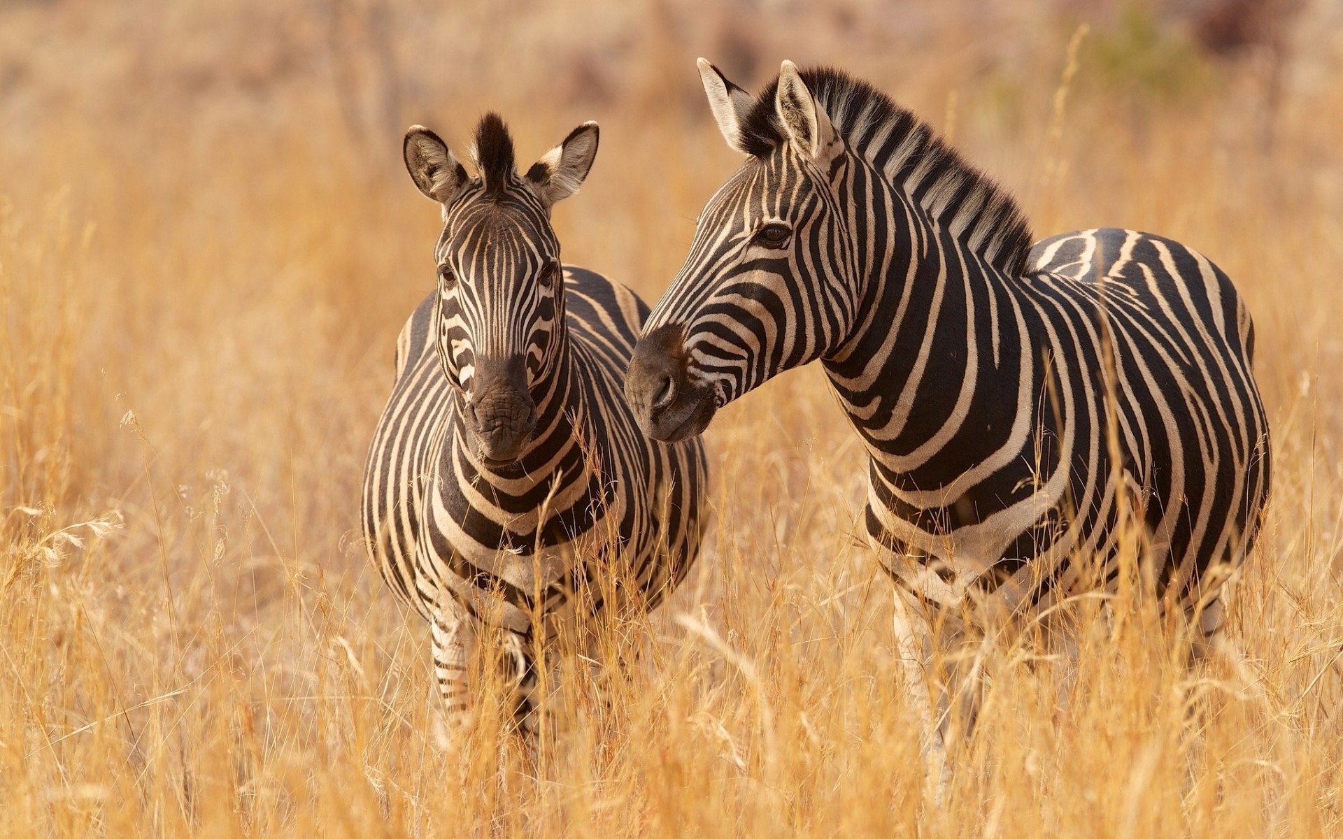 zebra savannah gra