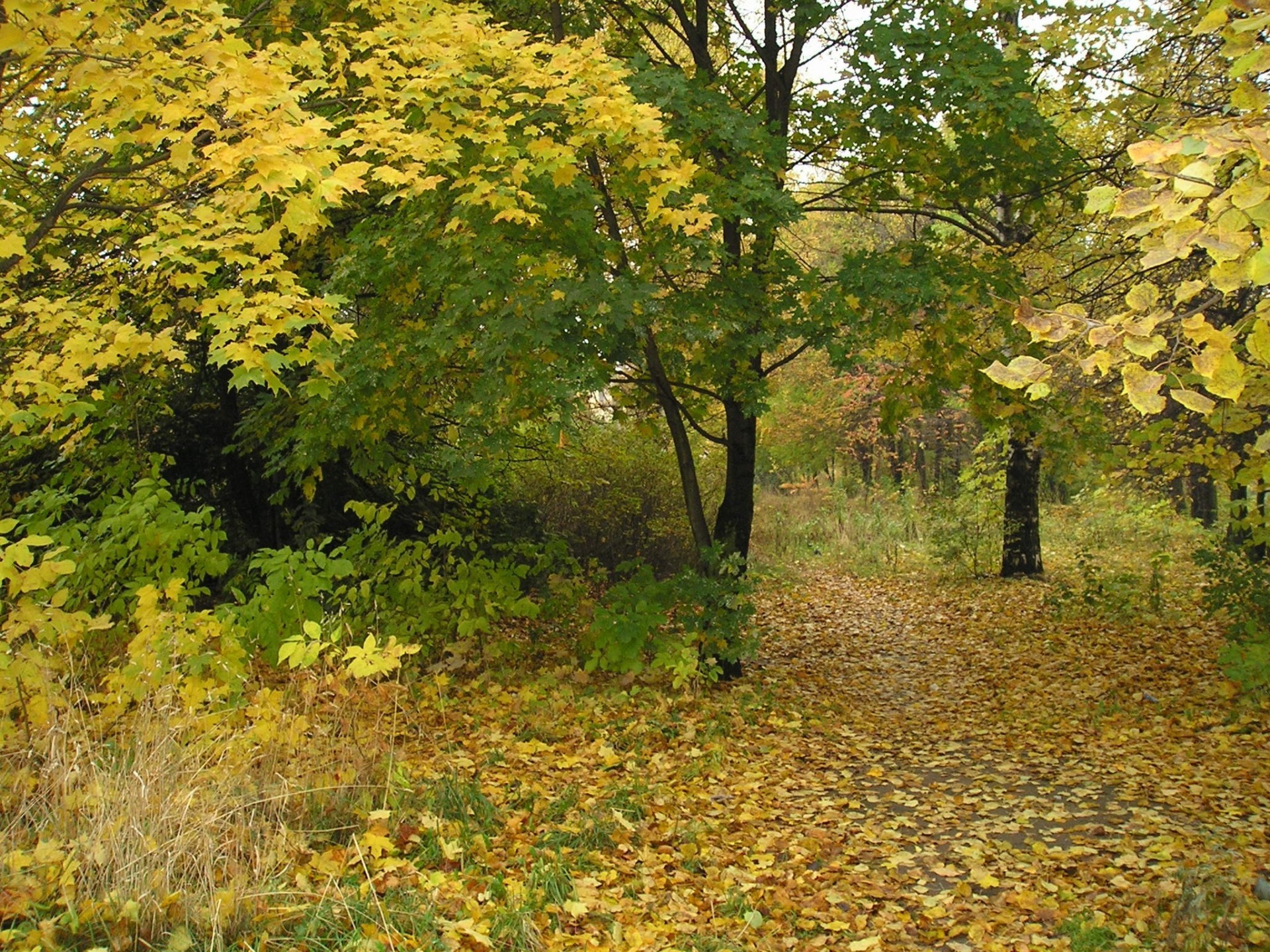 jesień liście park