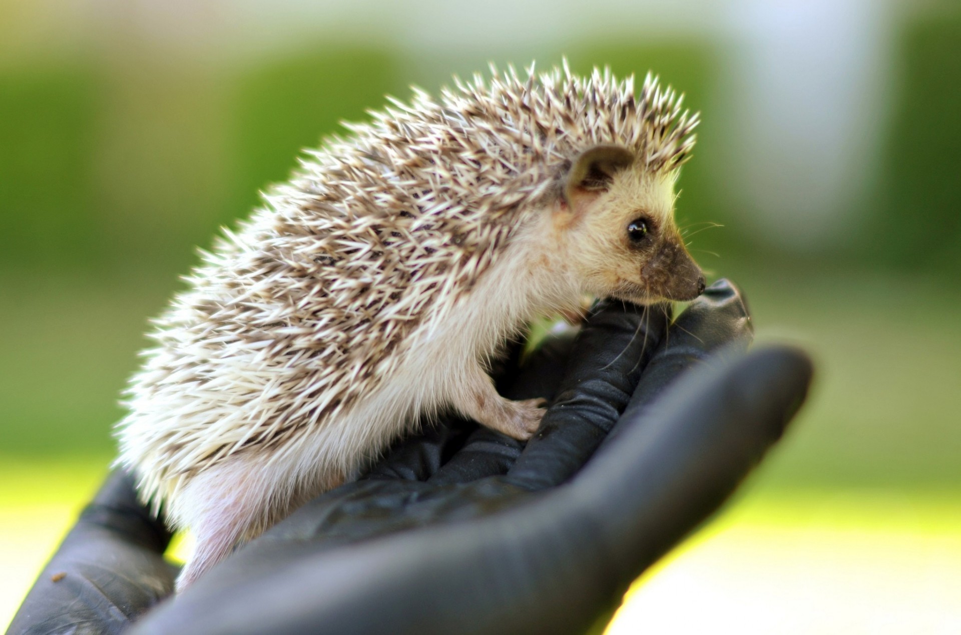 needles hedgehog shire horse hand brush hedgehog