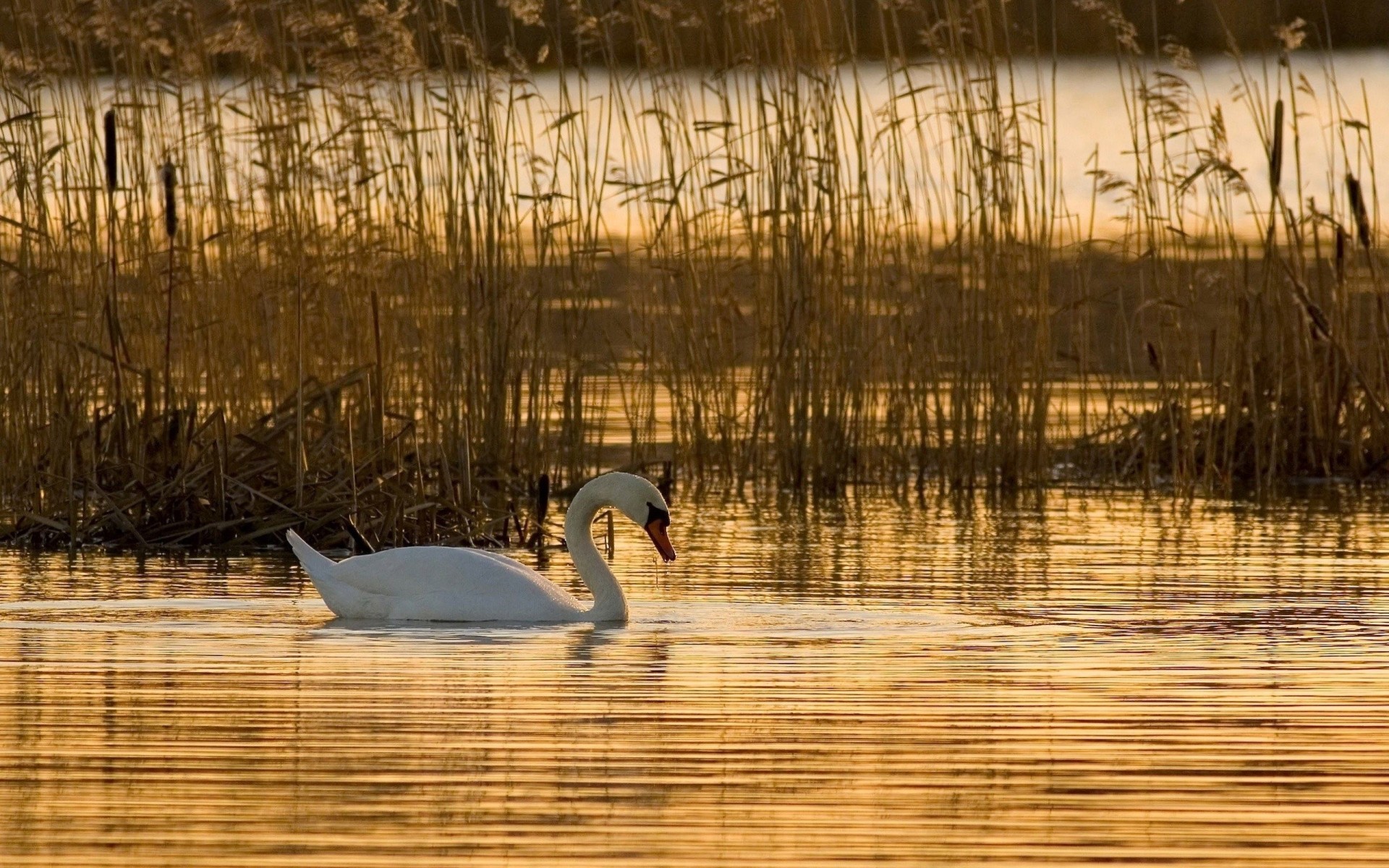 fotografia cigno uccelli bello natura