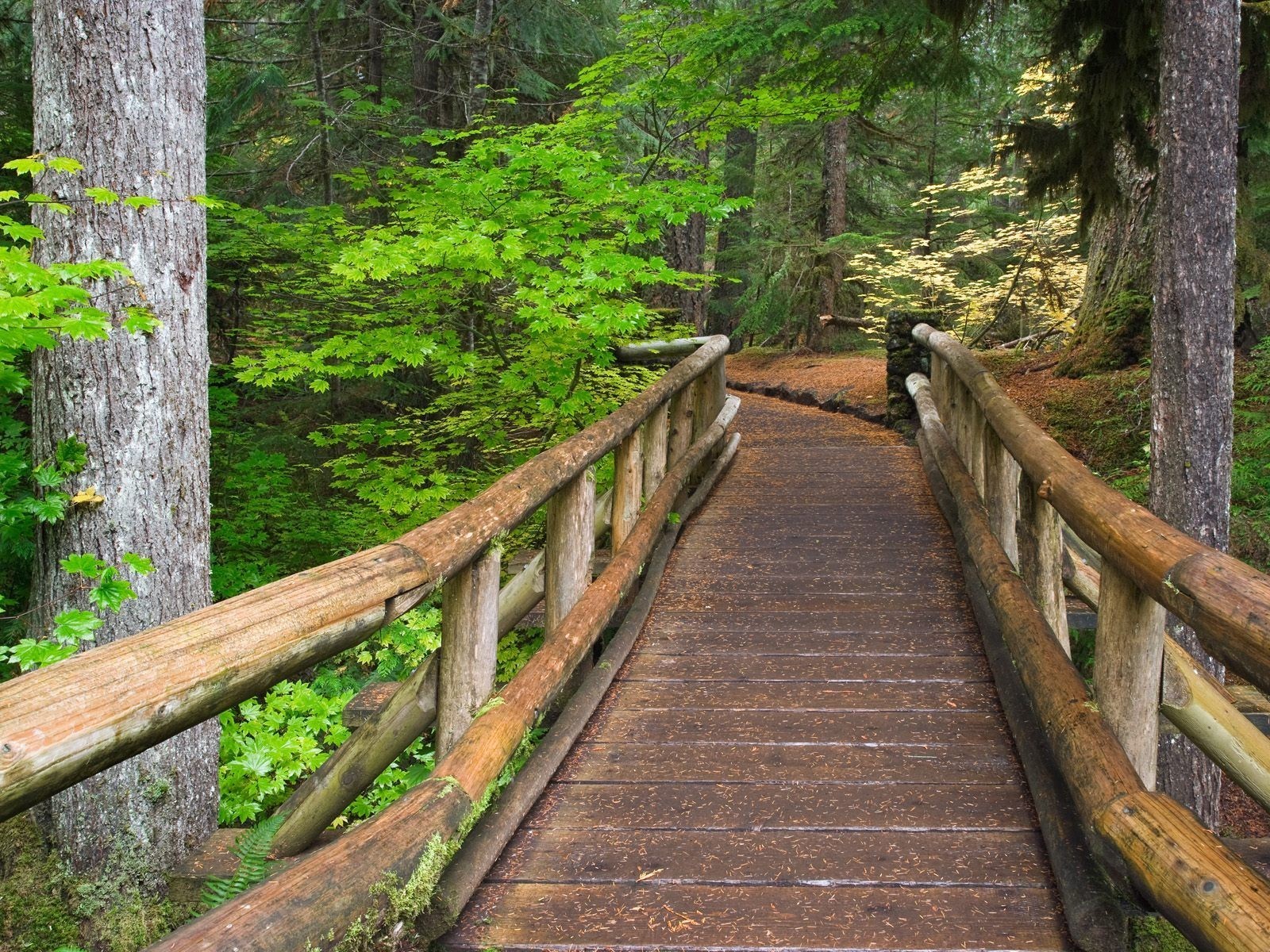 bridge forest tree trail