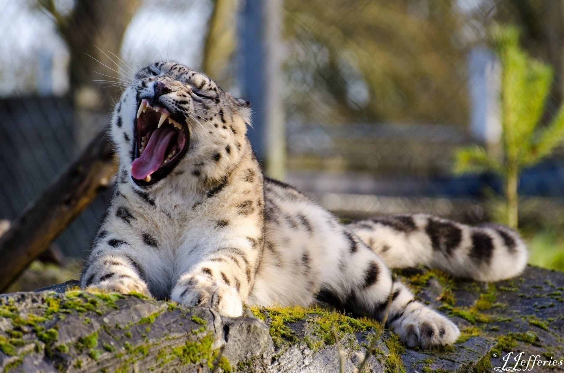 bestia boca colmillos gato salvaje bostezos leopardo