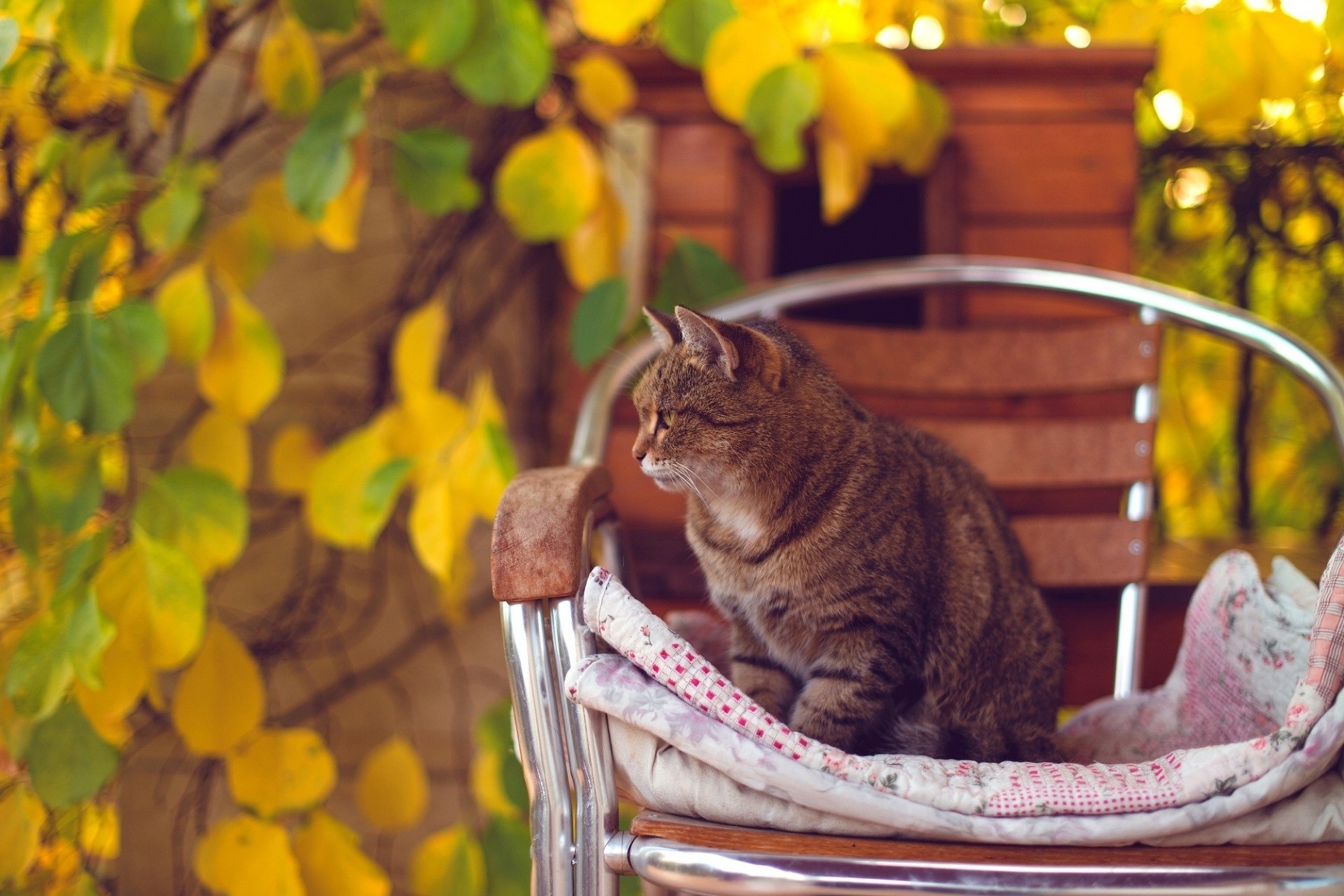 hoja otoño silla gato