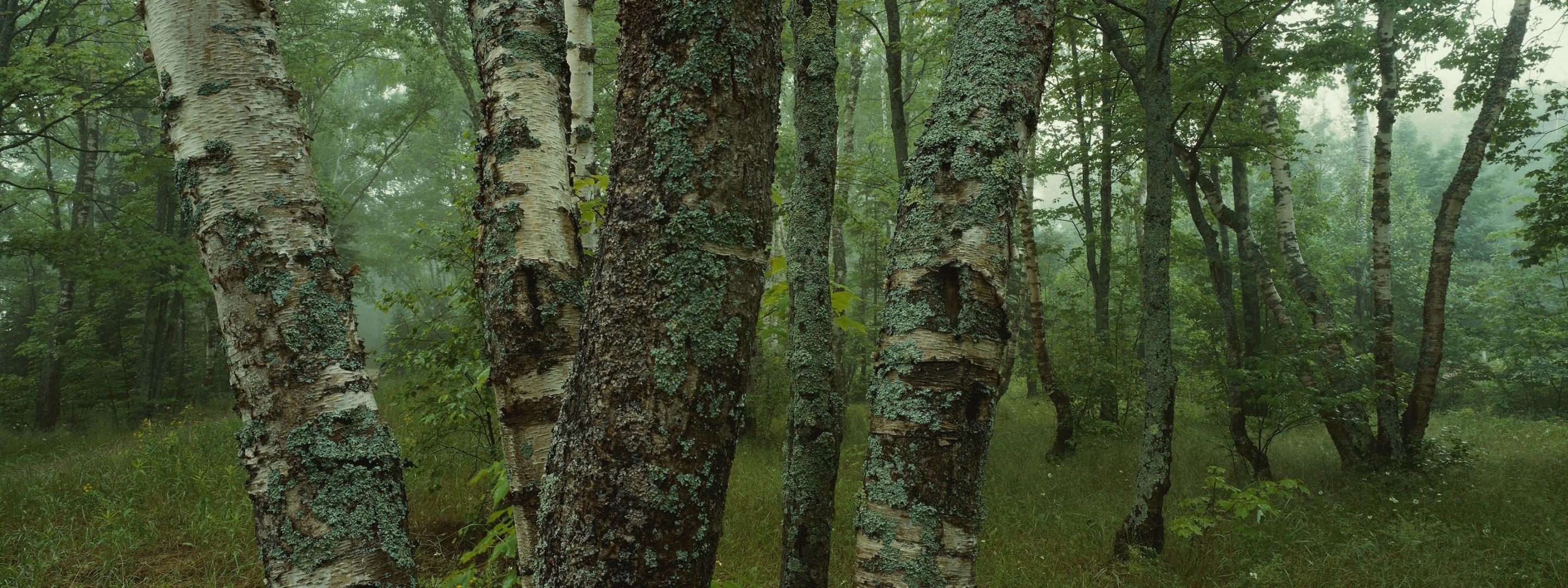 foresta betulle muschio alberi