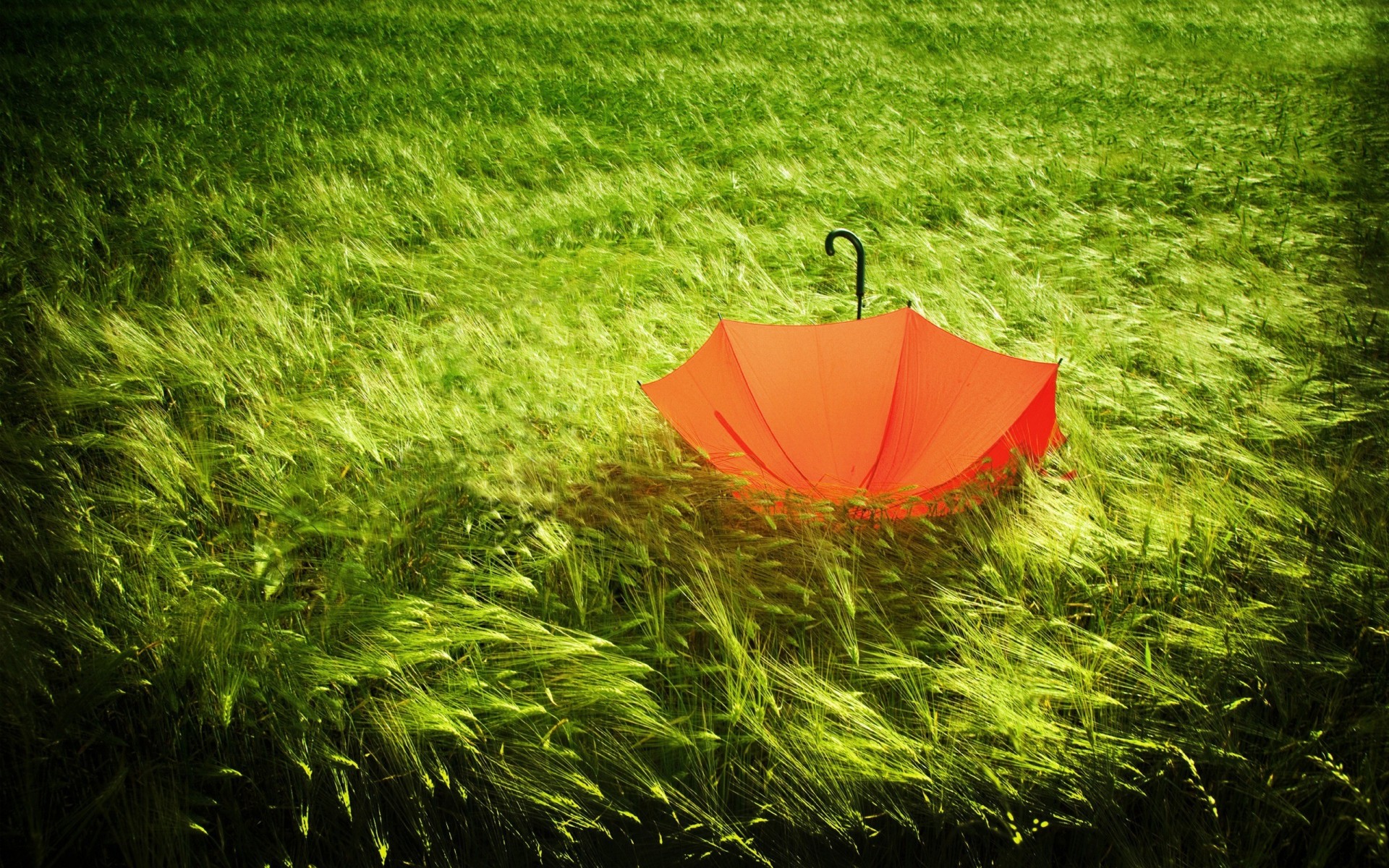 parasol natura kłosy zielony