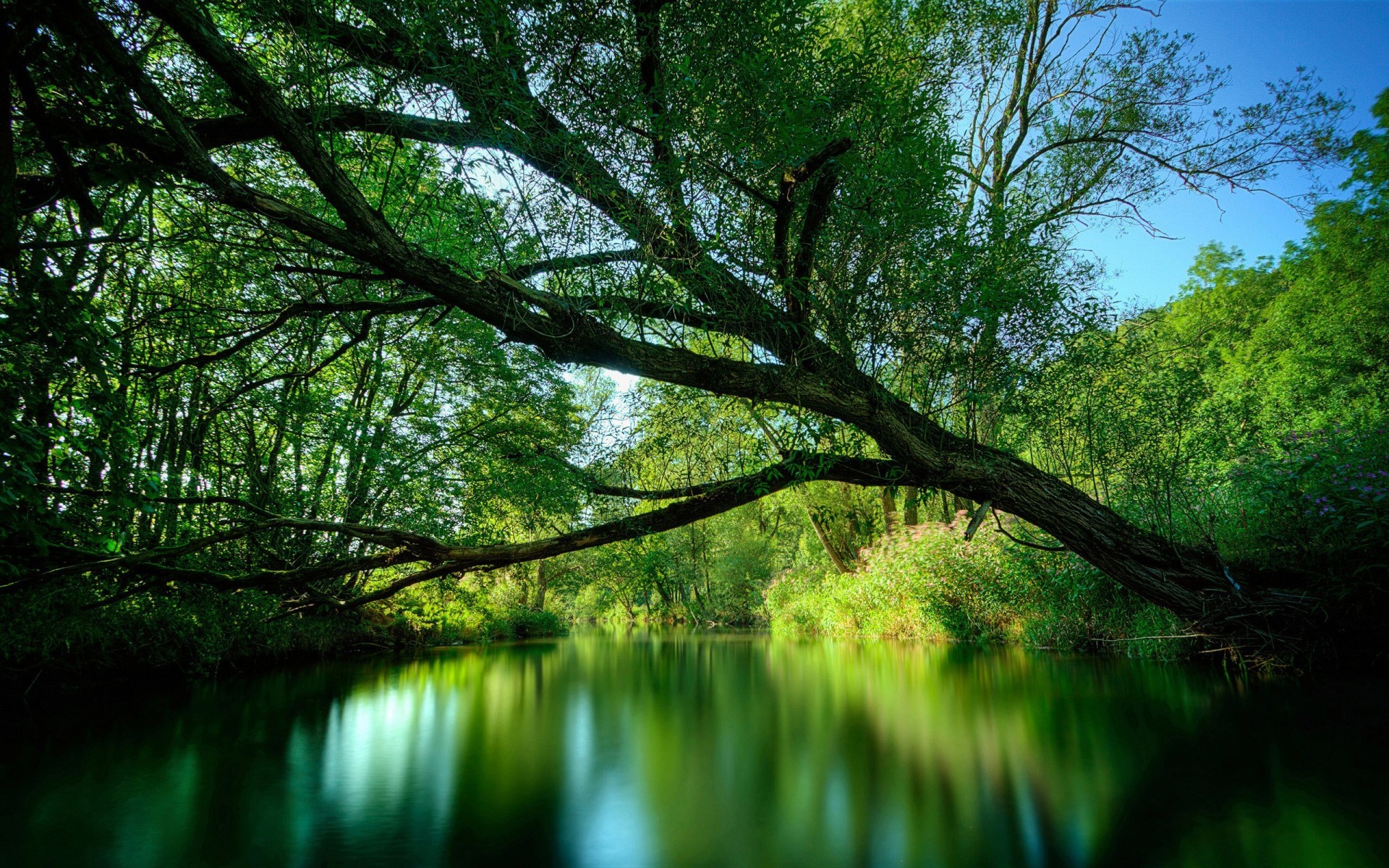 rivière arbre plantes