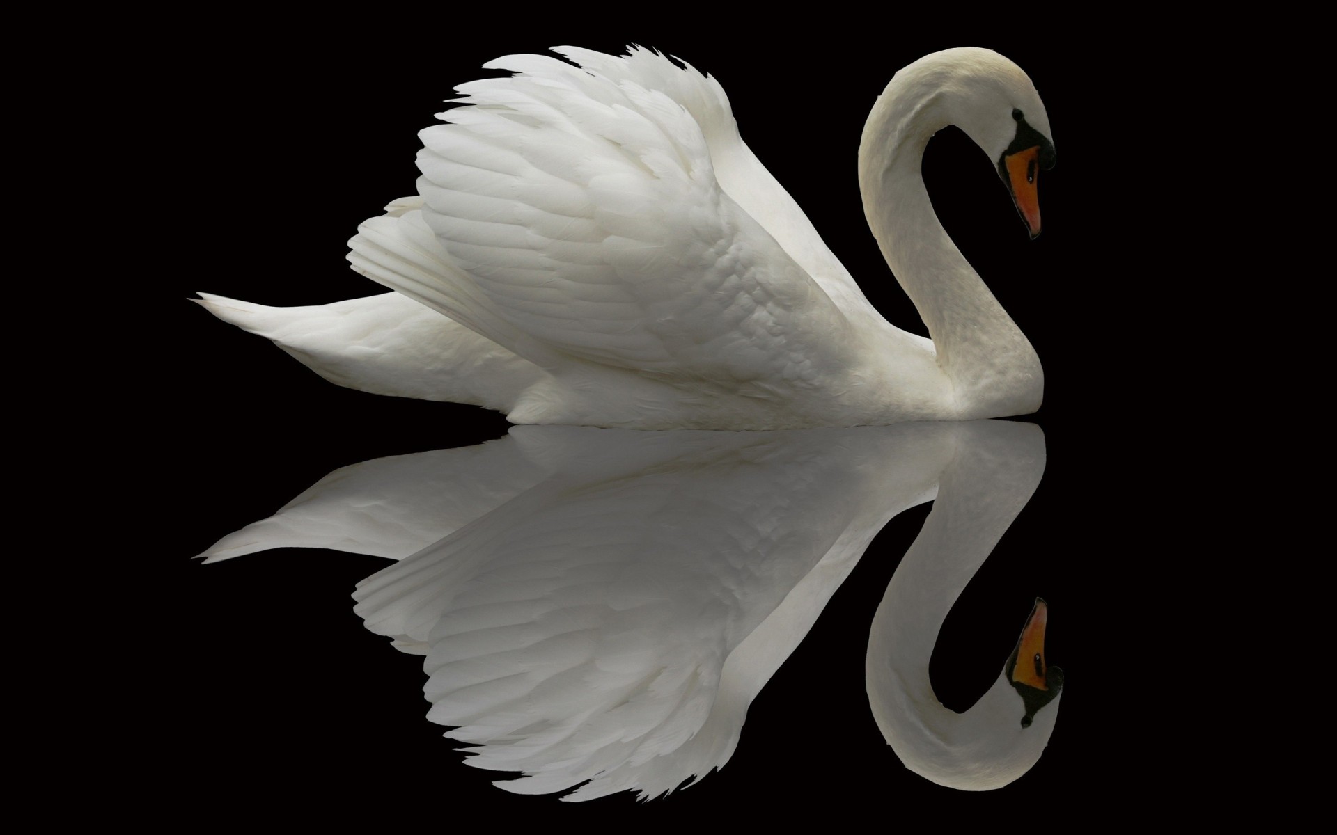 birds feathers beautiful grace swan