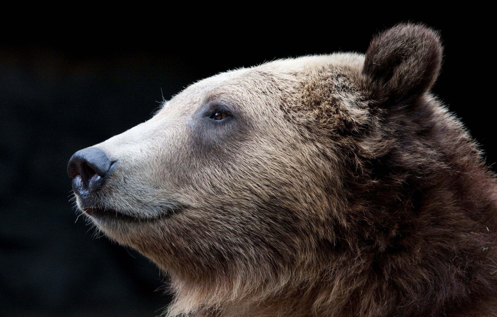 ours dents profil fond sombre