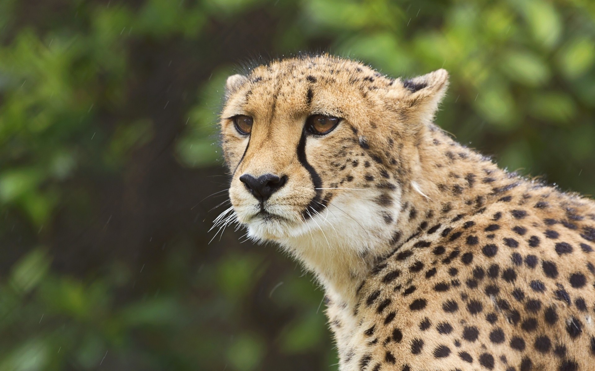 żbik gepard widok portret