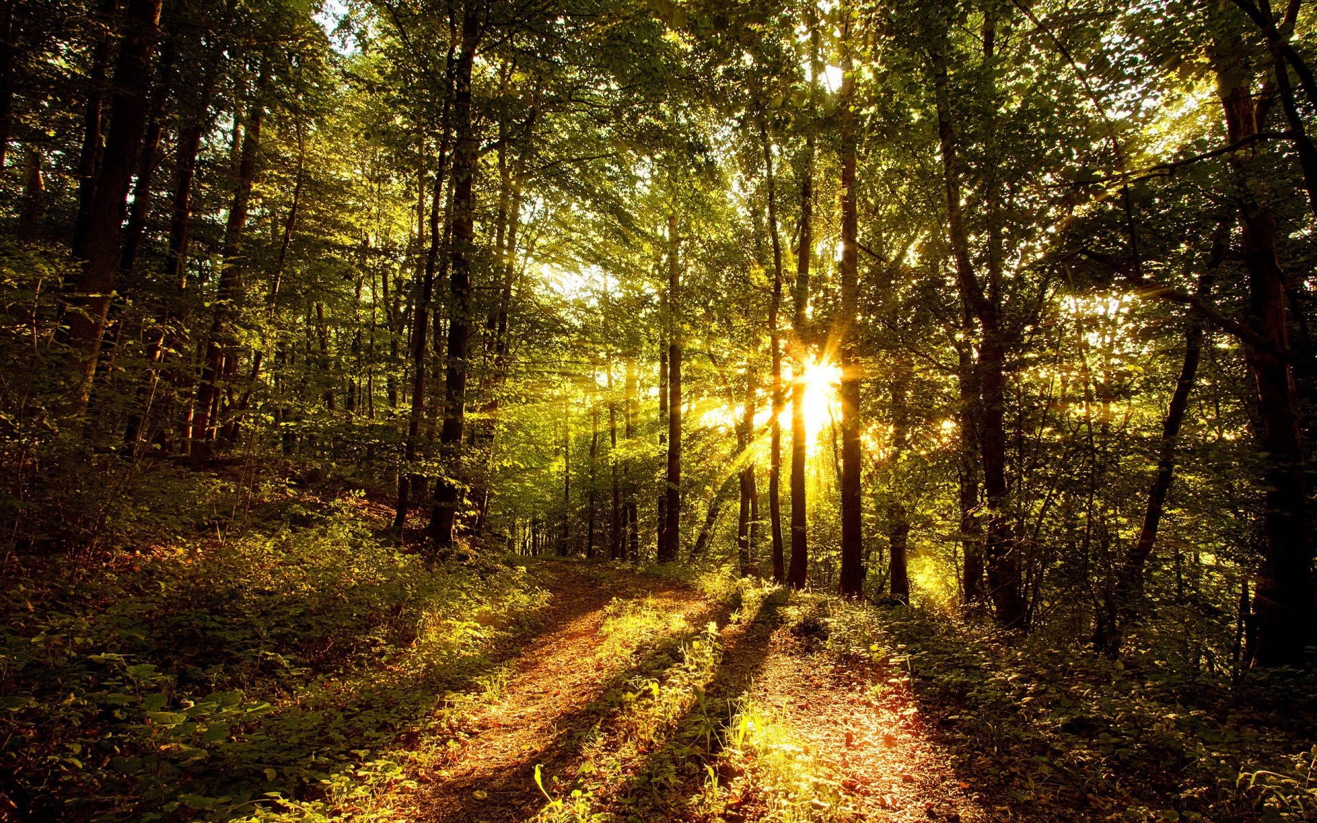 forêt arbres lumière soleil